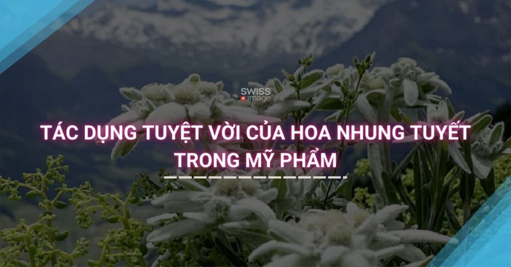 TÁC DỤNG TUYỆT VỜI CỦA HOA NHUNG TUYẾT TRONG MỸ PHẨM