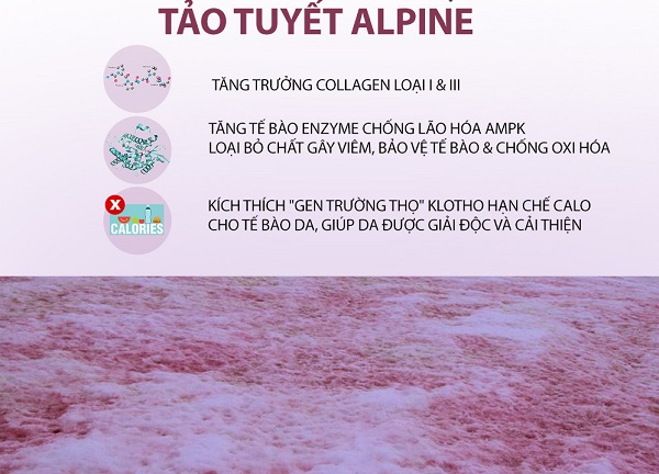 tảo tuyết tác dụng